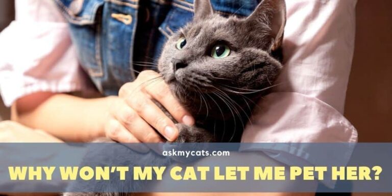 Why Won t My Cat Let Me Pet Her Know The Reasons Before You Go Wrong 