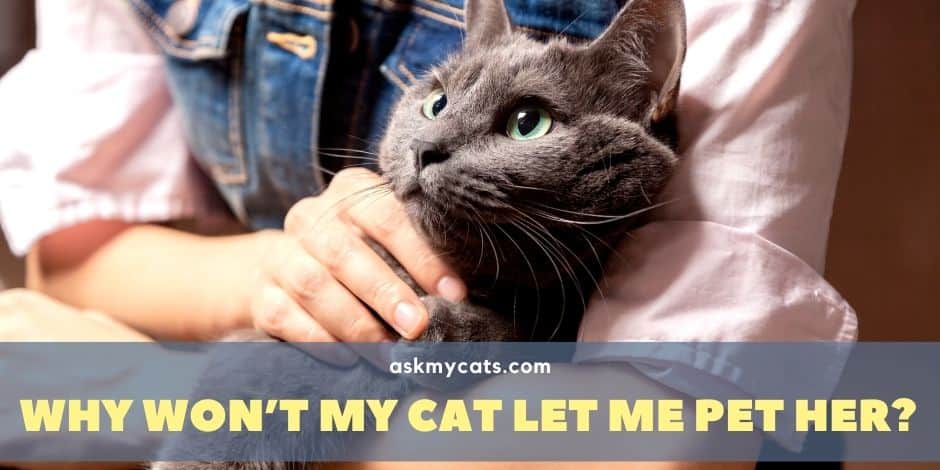 Why Won’t My Cat Let Me Pet Her? Know The Reasons Before You Go Wrong!