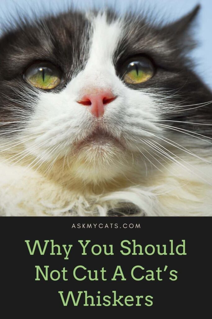 Why You Should Not Cut A Cat’s Whiskers