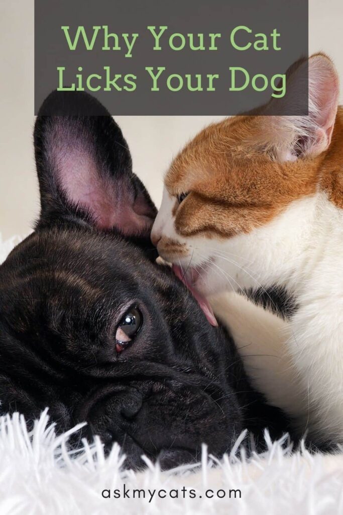 Why Your Cat Licks Your Dog