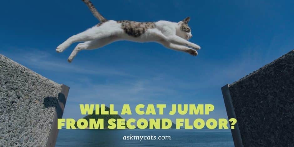 Will A Cat Jump From Second Floor? Know The Top Reasons!