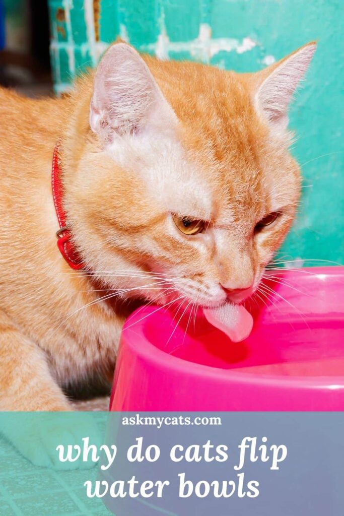 why do cats flip water bowls