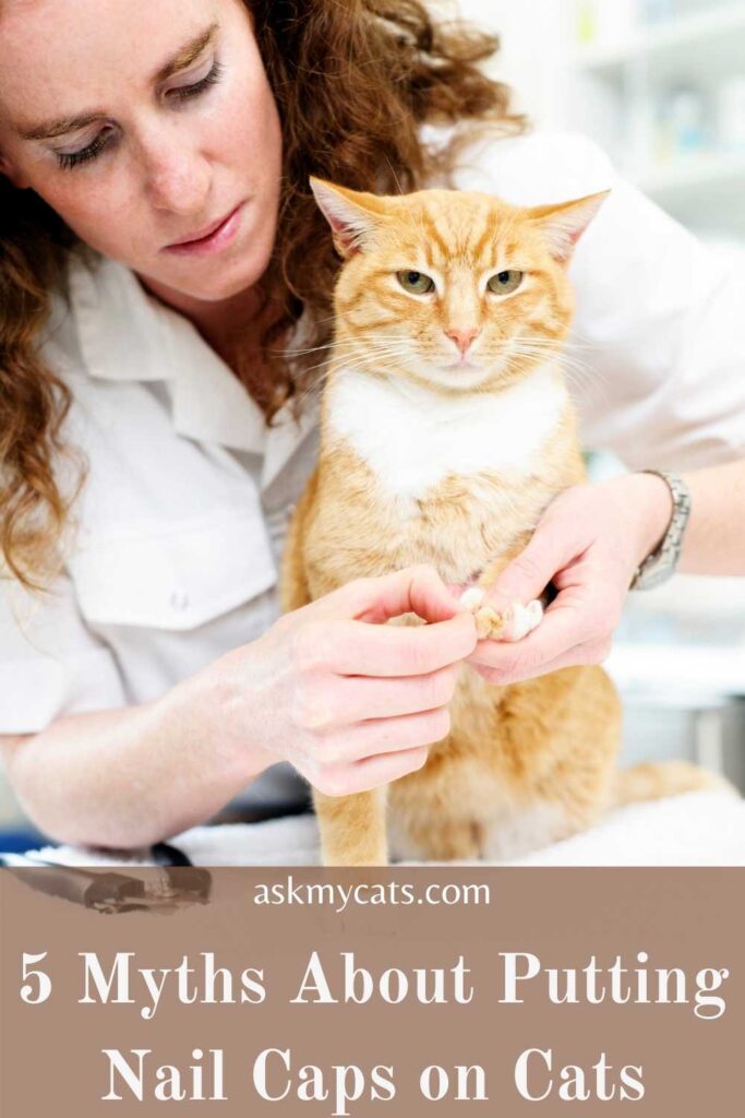 5 Myths About Putting Nail Caps on Cats