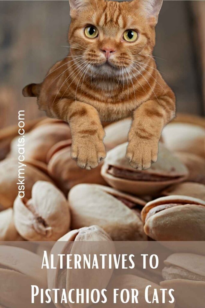 Alternatives to Pistachios for Cats