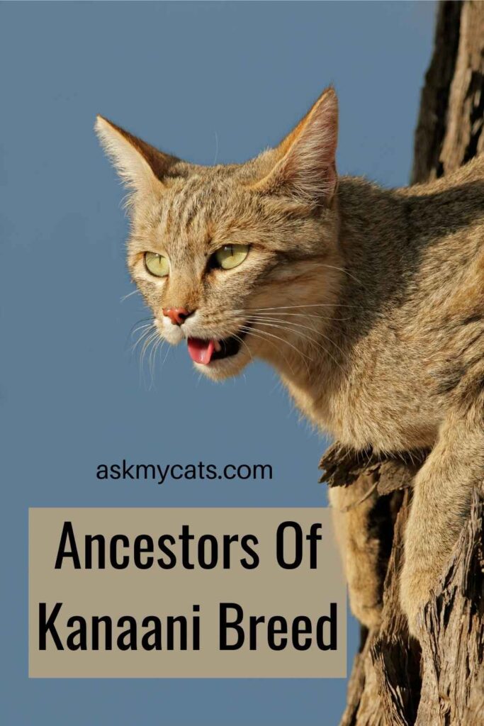 Ancestors Of Kanaani Breed