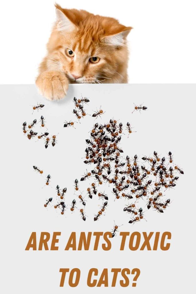 Are Ants Toxic To Cats?