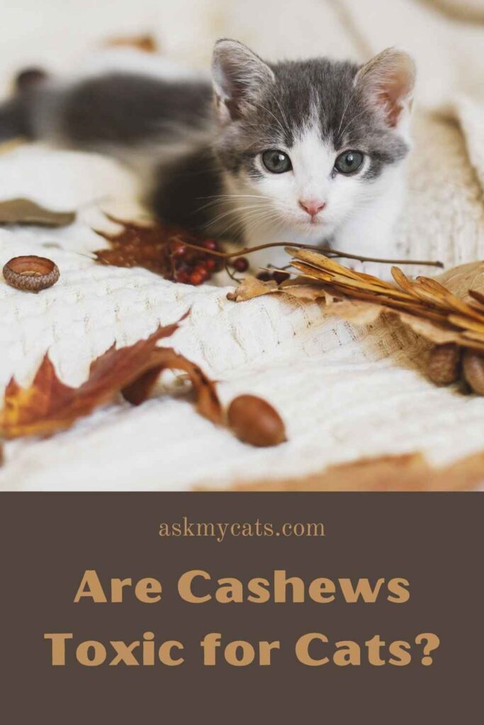 Are Cashews Toxic for Cats?