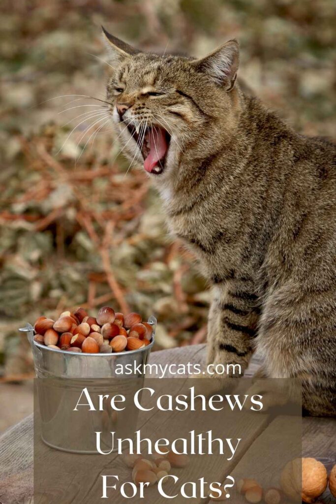 Are cashews bad outlet for cats