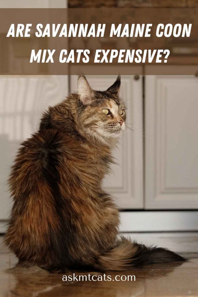 Are Savannah Maine Coon Mix Cats Expensive?