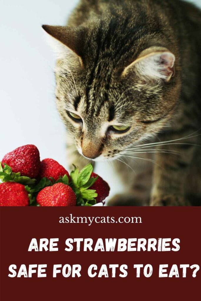 Are Strawberries Safe for Cats to Eat?