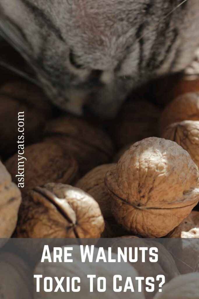 Can cats eat clearance walnuts