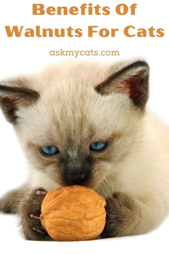 Benefits Of Walnuts For Cats