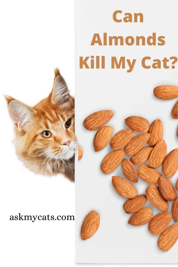 Can Almonds Kill My Cat?