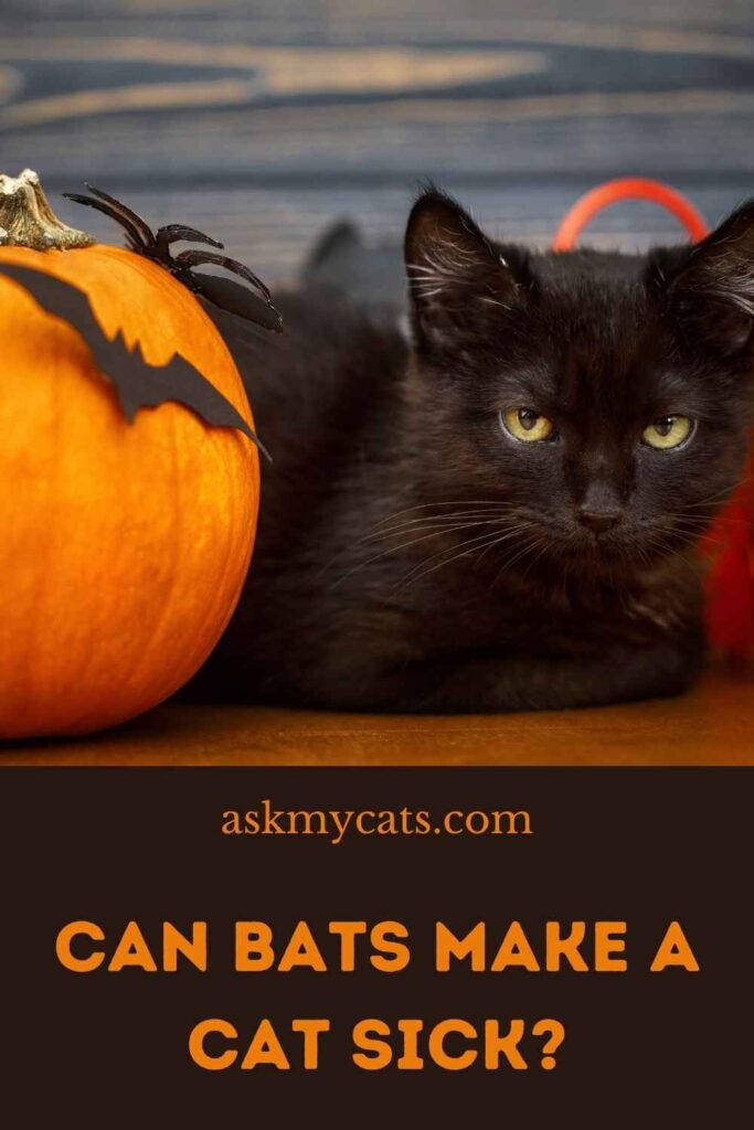 Can Bats Make A Cat Sick?