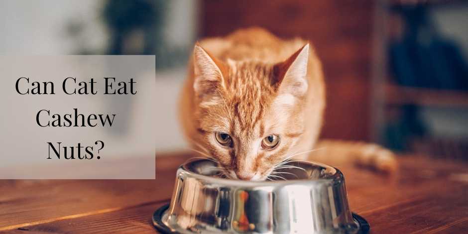 Can Cat Eat Cashew Nuts? Know The Top Reasons!