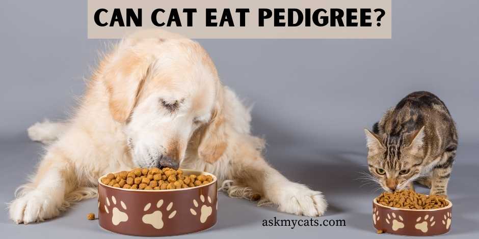 Can cats eat 2025 pedigree dog food