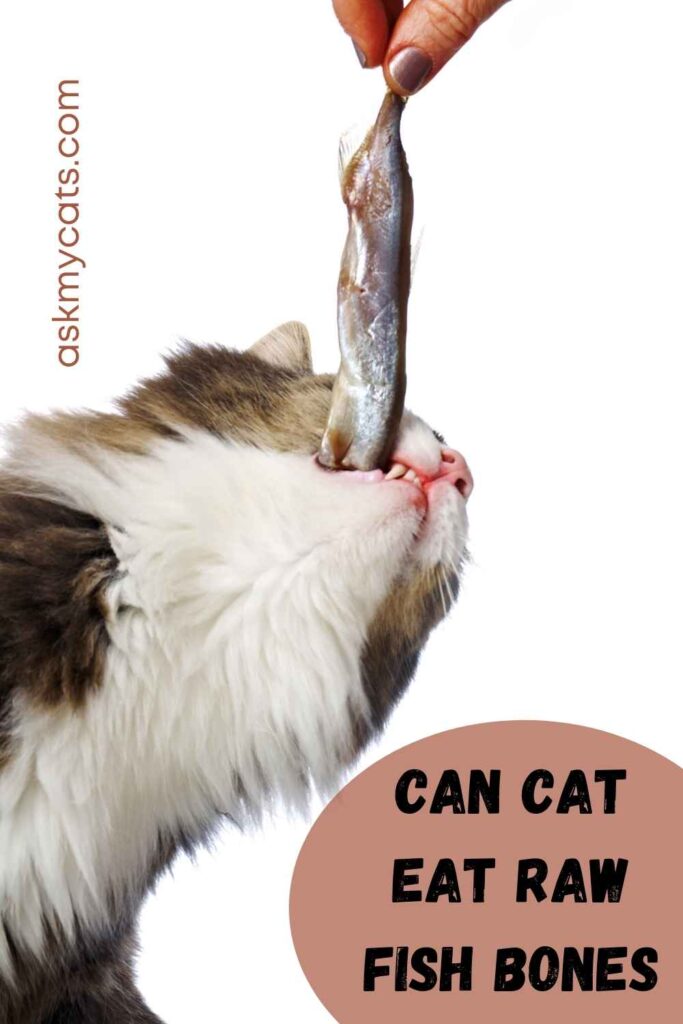 Can Cats Eat Raw Fish With Bones