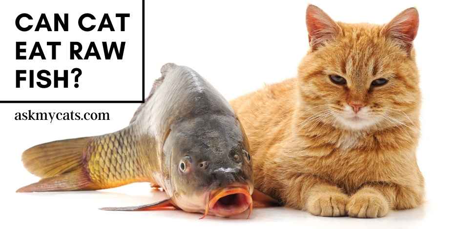 can dogs and cats eat cooked salmon