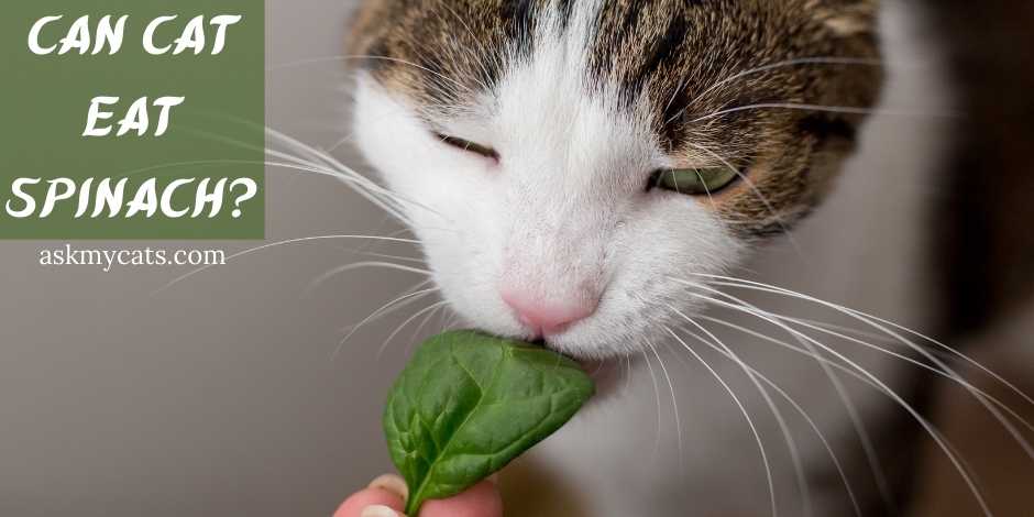 Can Cat Eat Spinach