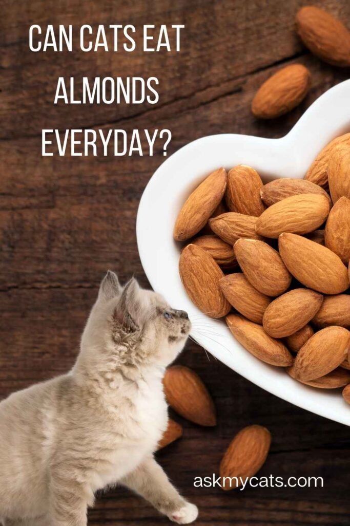 Can Cats Eat Almonds Everyday?