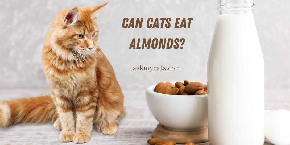 Can Cats Eat Almonds