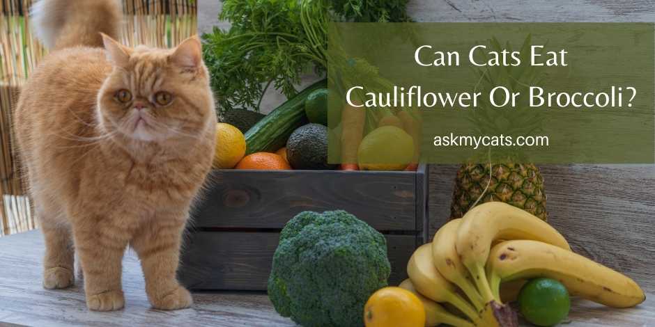 Can Cats Eat Cauliflower Or Broccoli? Is It Safe For Them?