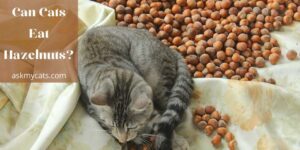 Can Cats Eat Hazelnuts? Things To Know Before You Start!