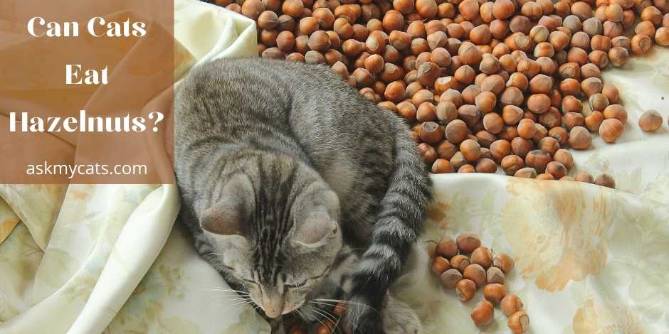 Can Cats Eat Hazelnuts