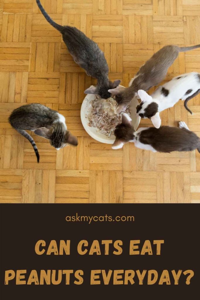 Can Cats Eat Peanuts Everyday?