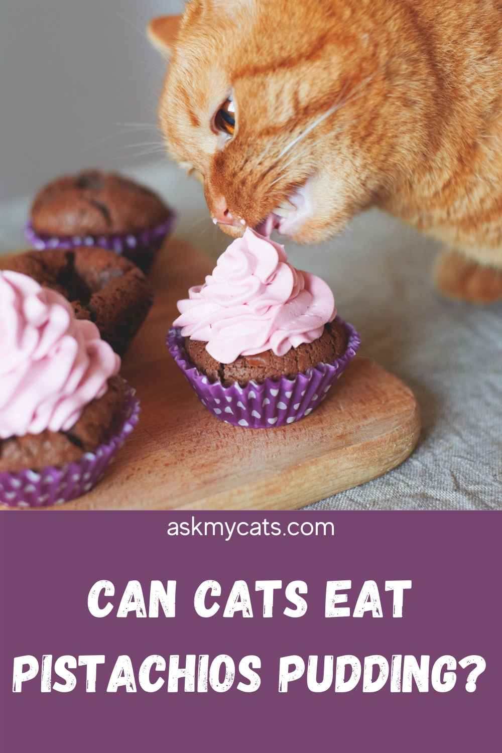 Can Cats Eat Pistachios? Know All The Reasons!