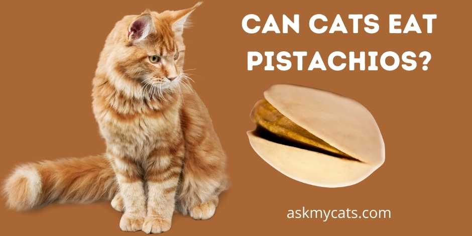 Can Cats Eat Pistachios? Know All The Reasons!