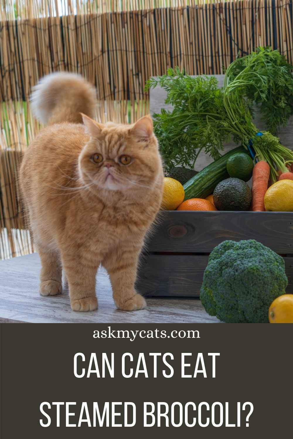 Can Cats Eat Cauliflower Or Broccoli? Is It Safe For Them?