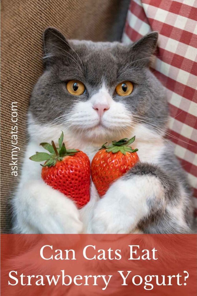 Can Cats Eat Strawberry Yogurt?