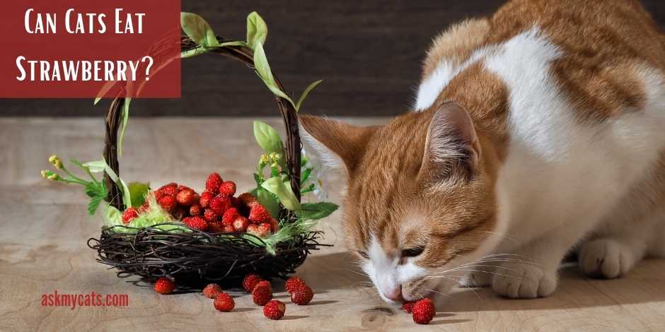 Can Cats Eat Strawberry