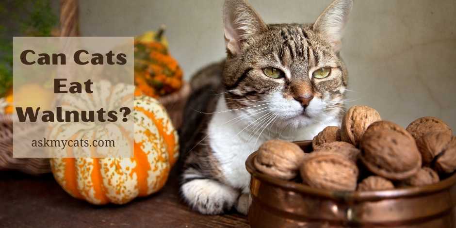 Can Cats Eat Walnuts? Know Before You Do Anything Wrong!