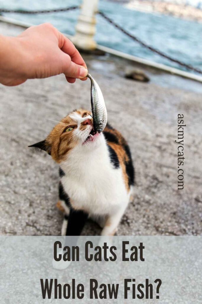 Can Cats Eat Whole Raw Fish