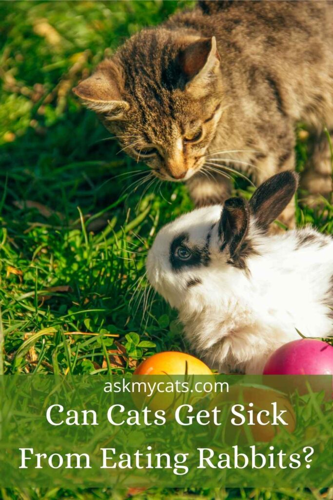 Can Cats Get Sick From Eating Rabbits?