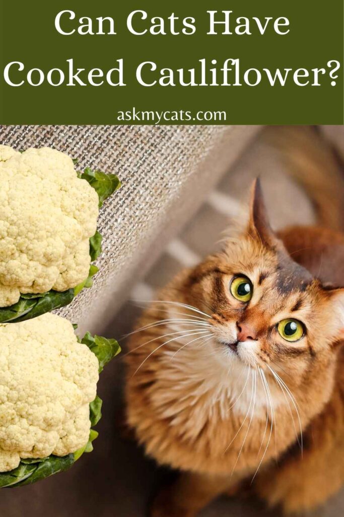 Can Cats Have Cooked Cauliflower?