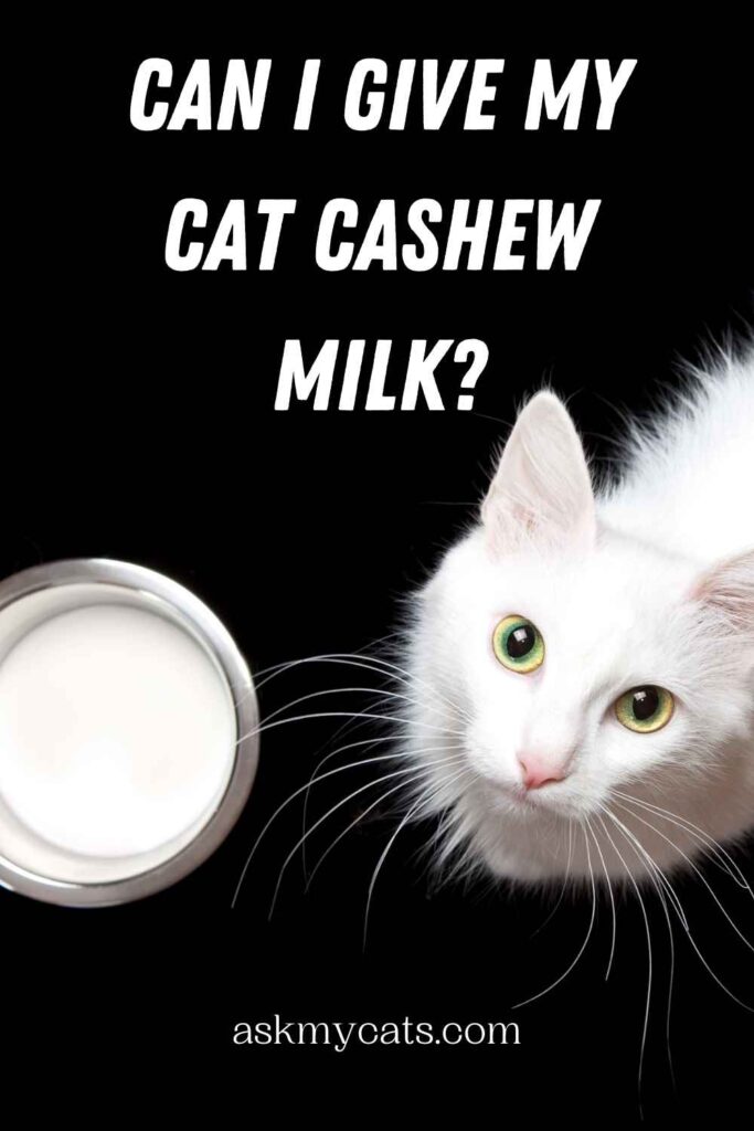 Can I Give My Cat Cashew Milk?