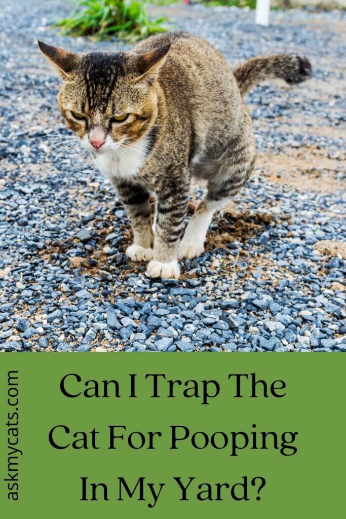 Can I Trap The Cat For Pooping In My Yard?