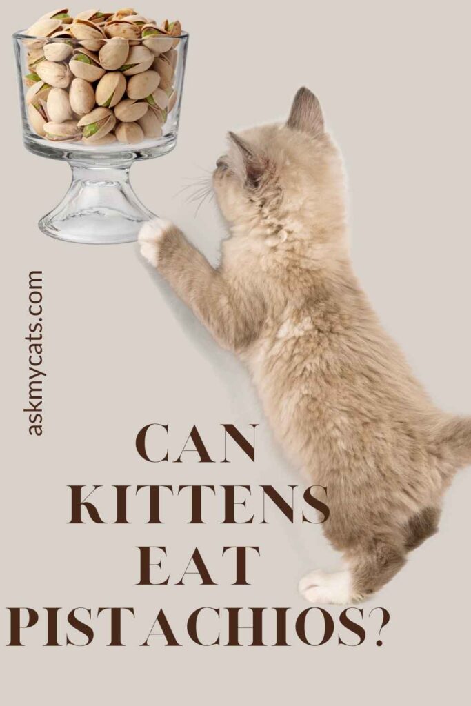 Can Kittens Eat Pistachios?