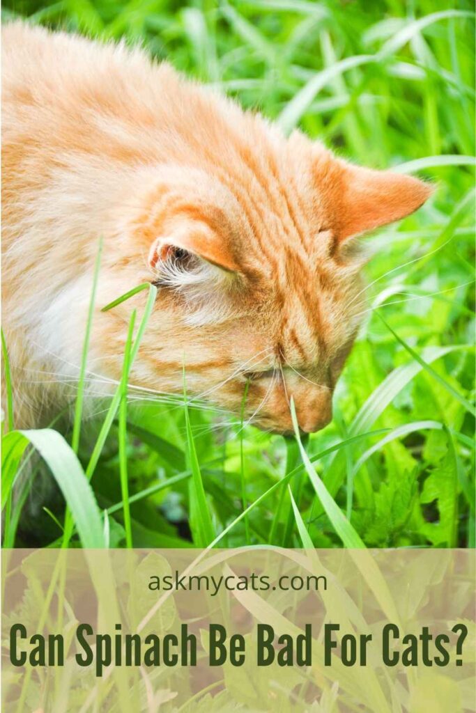 Can Spinach Be Bad For Cats?