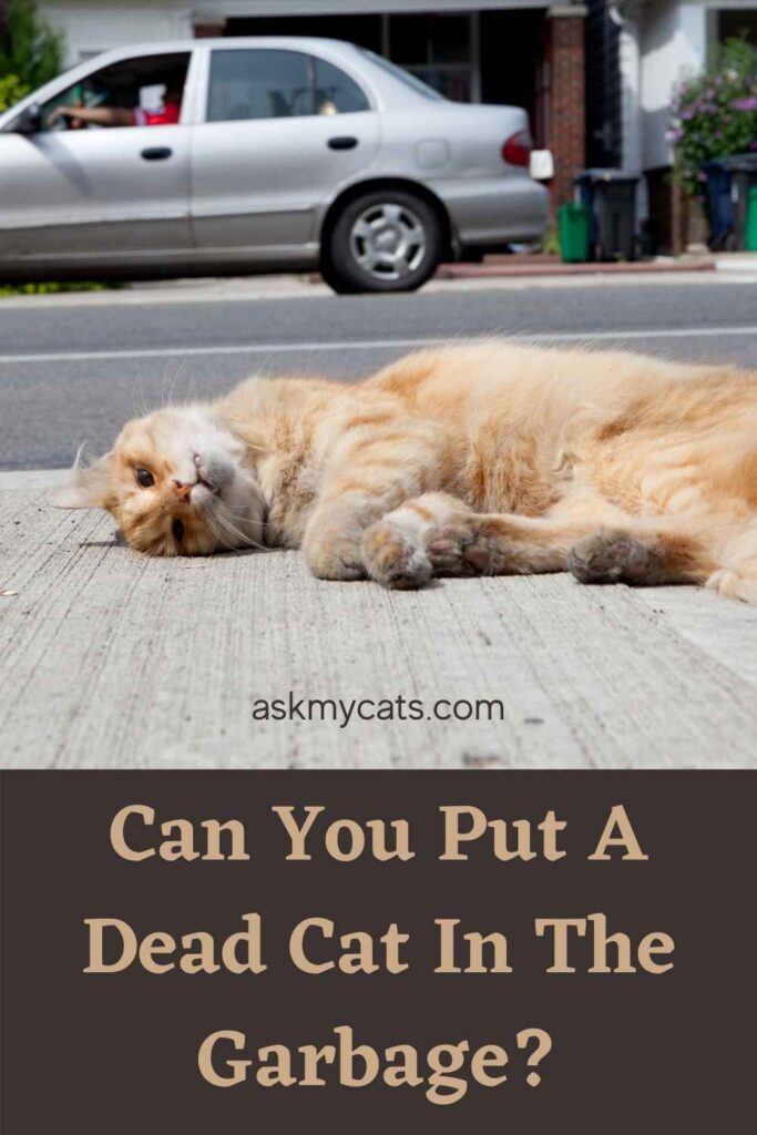 Can You Put A Dead Cat In The Garbage?