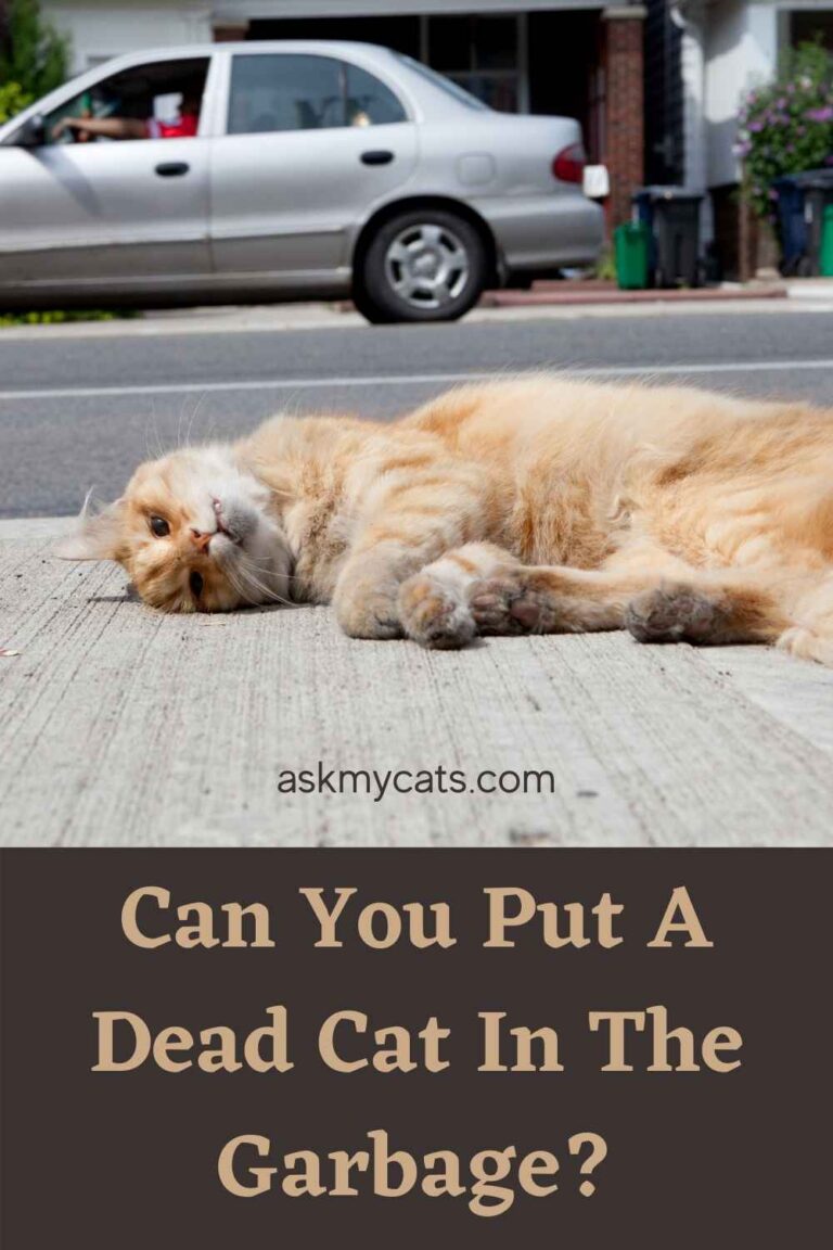 How Long Does It Take For A Cat To