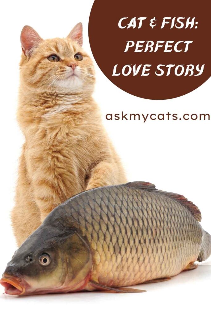 Cat & Fish_ Perfect Love Story