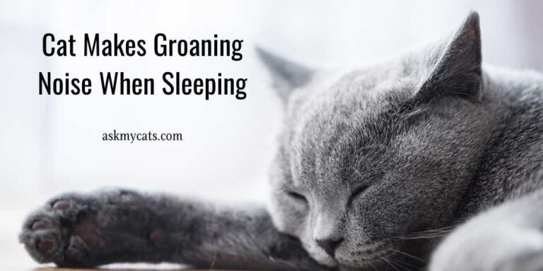 Cat Makes Groaning Noise When Sleeping? Is It A Thing To Worry?
