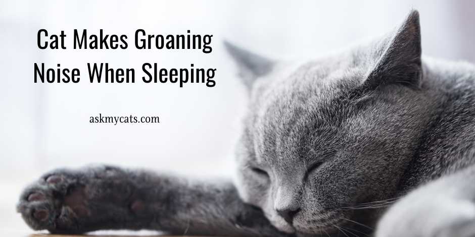 Cat Makes Groaning Noise When Sleeping