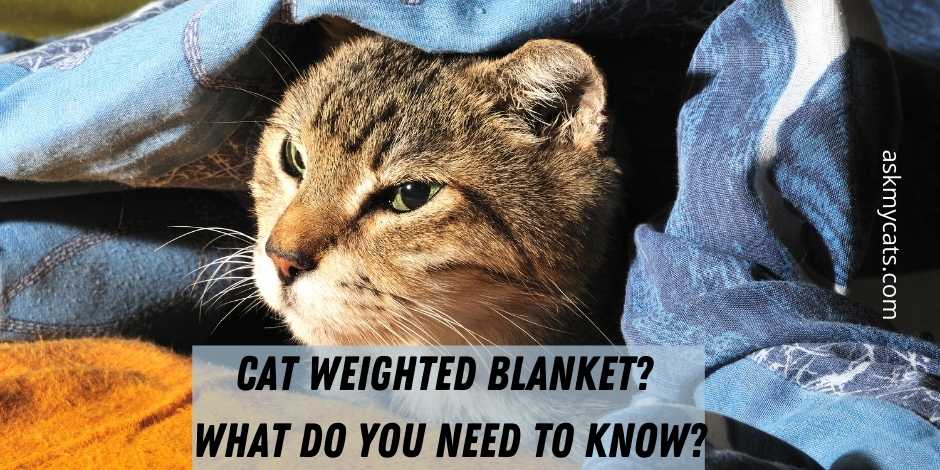 Cat Weighted Blanket