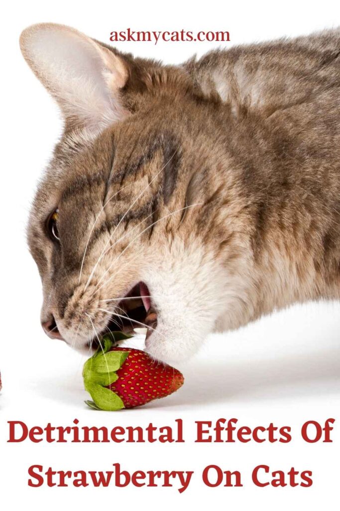 Detrimental Effects Of Strawberry On Cats