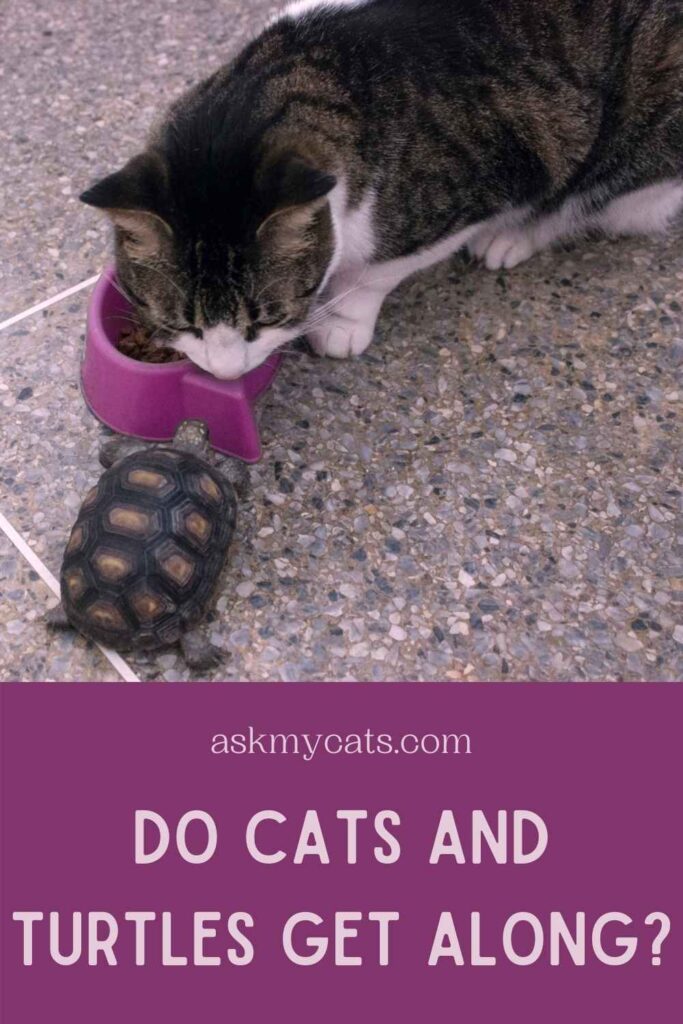 Do Cats And Turtles Get Along?